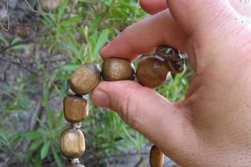Tulsi (Ocimum sanctum) – a myriad medicinal plant, secrets behind the innumerable benefits