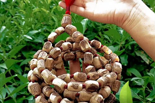 Why you should worship the Tulsi plant and Tulsi Mala?