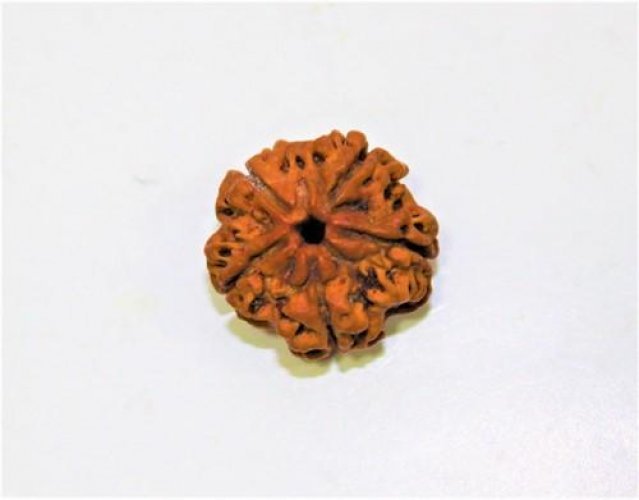 5 Mukhi Rudraksha - Nepani Rudraksha Single 5 Face