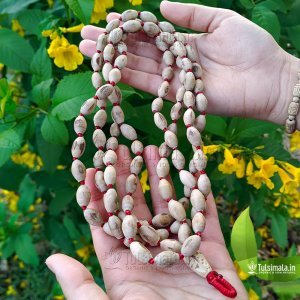Oval Shape Tulsi Beads Tulsi Japa Mala 108+1 Beads 66 Inches Length 10mm Bead Size in Strong Red Thread