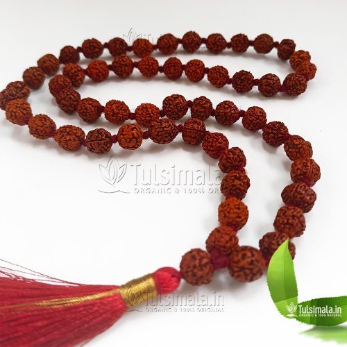 54+1 Beads Rudraksha Mala 12mm Beads Size