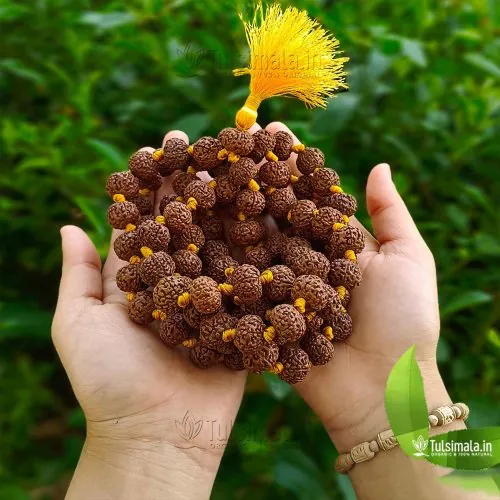 Nepal 7 Face Original Rudraksha 108+1 Beads Japa Mala