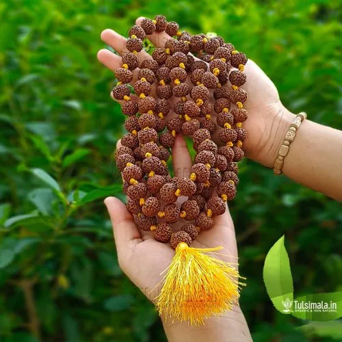 Nepal 7 Face Original Rudraksha 108+1 Beads Japa Mala